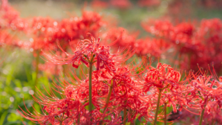彼岸花 高島市桂浜園地