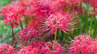 彼岸花 高島市桂浜園地