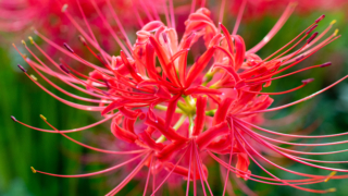 彼岸花 高島市桂浜園地