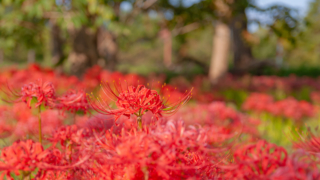 彼岸花 高島市桂浜園地