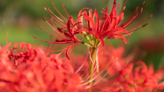 彼岸花 高島市桂浜園地