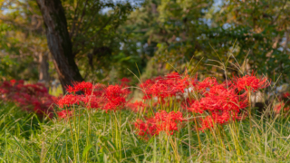 彼岸花 高島市桂浜園地