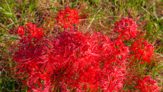 彼岸花 高島市桂浜園地