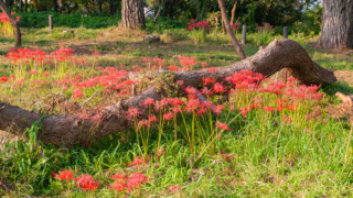 彼岸花 高島市桂浜園地