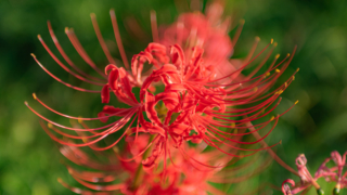 彼岸花 高島市桂浜園地