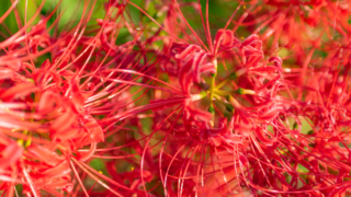 彼岸花 高島市桂浜園地