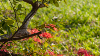 彼岸花 高島市桂浜園地