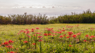 彼岸花 高島市桂浜園地