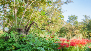 彼岸花 高島市桂浜園地