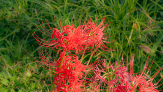 彼岸花 高島市桂浜園地