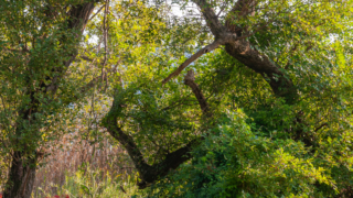 彼岸花 高島市桂浜園地