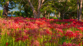彼岸花 高島市桂浜園地