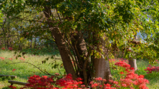 彼岸花 高島市桂浜園地