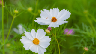 コスモス 今浜町コスモス畑