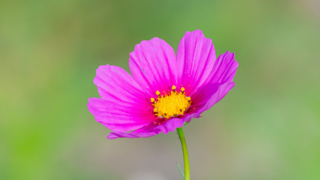 コスモス 今浜町コスモス畑