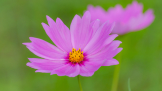 コスモス 今浜町コスモス畑