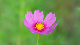 コスモス 今浜町コスモス畑