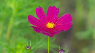 コスモス 今浜町コスモス畑