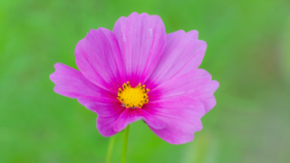 コスモス 今浜町コスモス畑