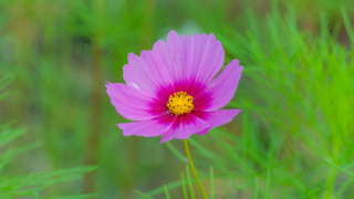 コスモス 今浜町コスモス畑