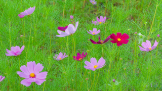 コスモス 今浜町コスモス畑