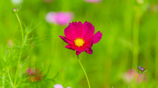 コスモス 今浜町コスモス畑