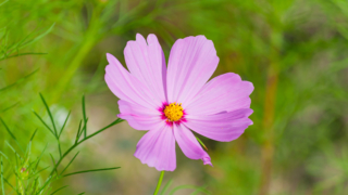 コスモス 今浜町コスモス畑