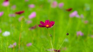 コスモス 今浜町コスモス畑