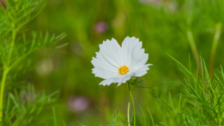 コスモス 今浜町コスモス畑