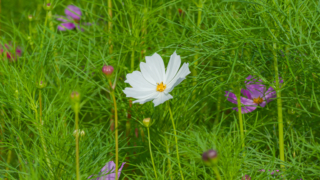 コスモス 今浜町コスモス畑