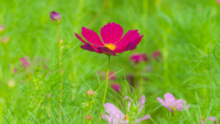 コスモス 今浜町コスモス畑