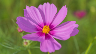 コスモス 今浜町コスモス畑