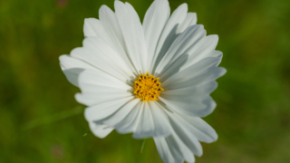 コスモス 今浜町コスモス畑