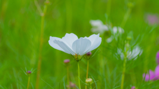 コスモス 今浜町コスモス畑