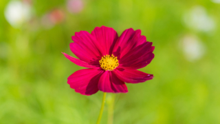 コスモス 今浜町コスモス畑