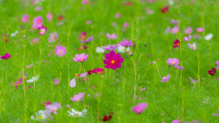 コスモス 今浜町コスモス畑