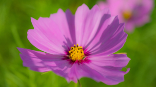 コスモス 今浜町コスモス畑