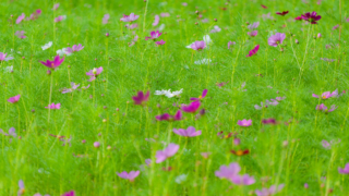 コスモス 今浜町コスモス畑