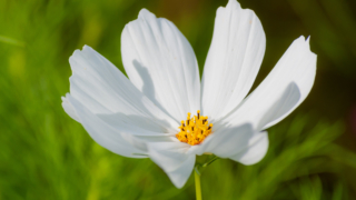 コスモス 今浜町コスモス畑