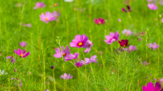 コスモス 今浜町コスモス畑