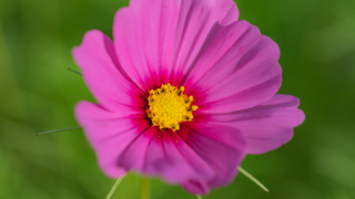 コスモス 今浜町コスモス畑