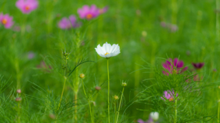 コスモス 今浜町コスモス畑