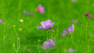 コスモス 今浜町コスモス畑
