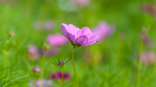 コスモス 今浜町コスモス畑