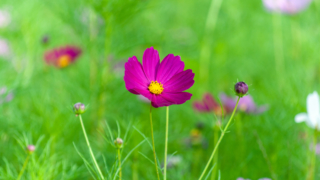 コスモス 今浜町コスモス畑