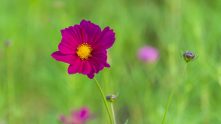 コスモス 今浜町コスモス畑