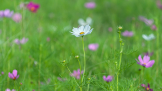 コスモス 今浜町コスモス畑