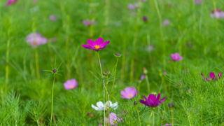 コスモス 今浜町コスモス畑