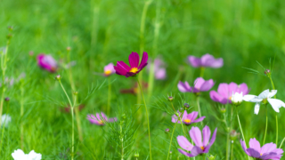 コスモス 今浜町コスモス畑