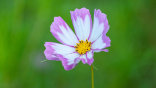 コスモス 今浜町コスモス畑